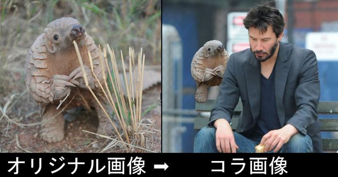 コラ画像 とは – コラ画像 見分け方 – LDDDM